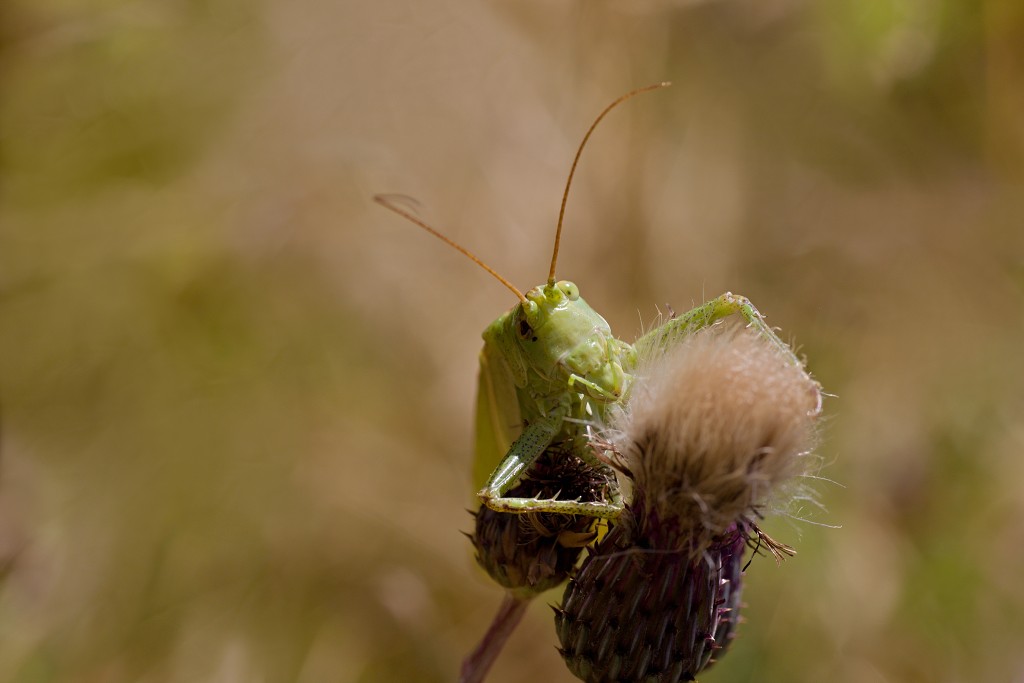 tettigonia viridissima Grote groene sabelsprinkhaan insect insecten kever kevers tor torren spin spinnen wesp wespen bij bijen sprinkhaan sprinkhanen vlieg vliegen mug muggen
